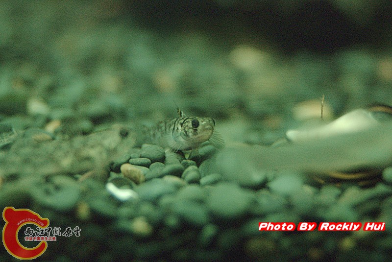 IMGP2146_副本.jpg