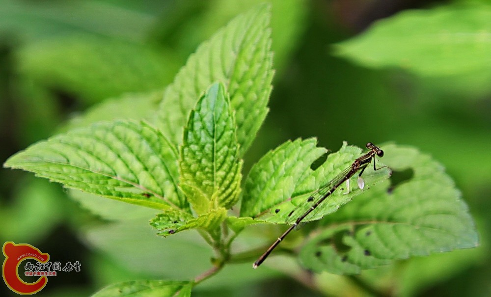 2012.05.18温江绿道 0451.jpg