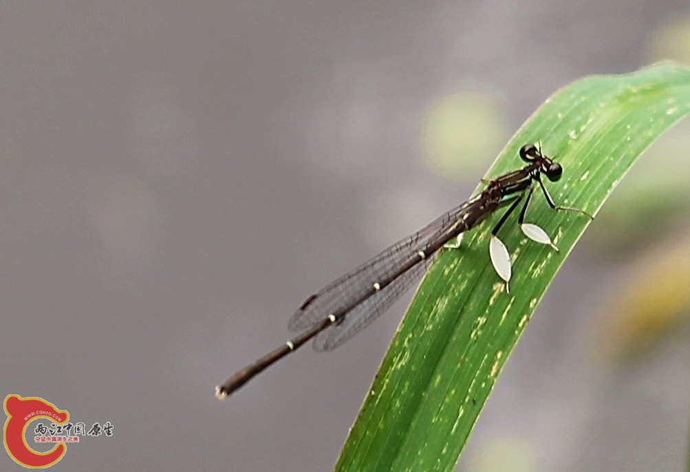 2012.05.18温江绿道 101.jpg