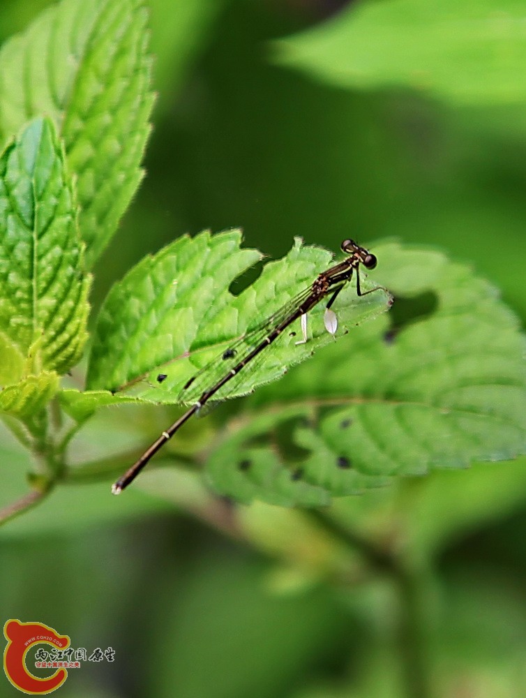 2012.05.18温江绿道 045.jpg