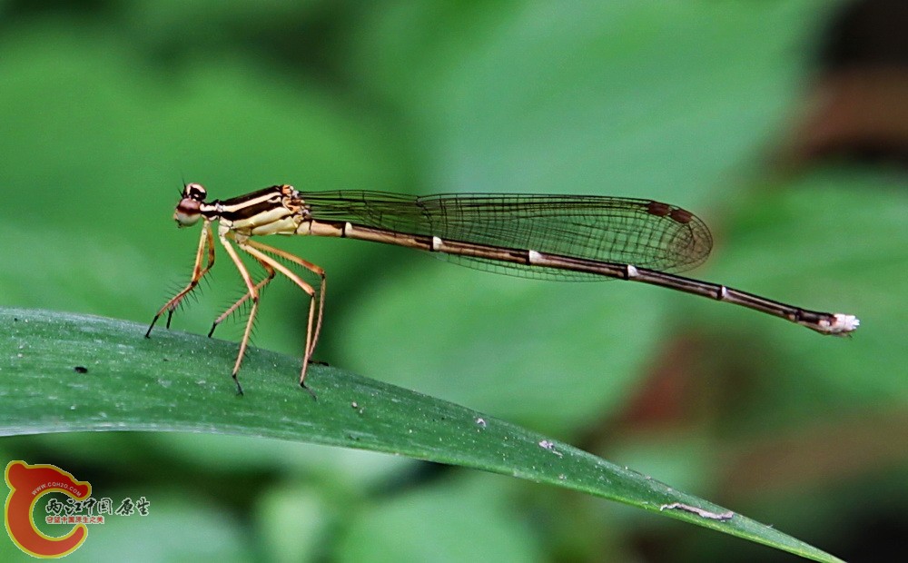 2012.05.18温江绿道 034.jpg