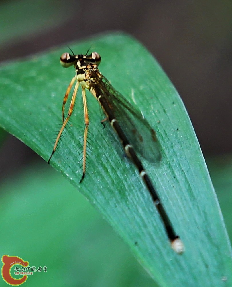 2012.05.18温江绿道 028.jpg