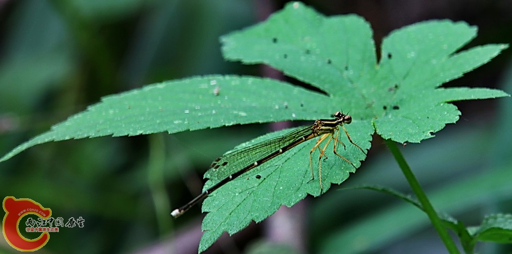 2012.05.18温江绿道 017.jpg