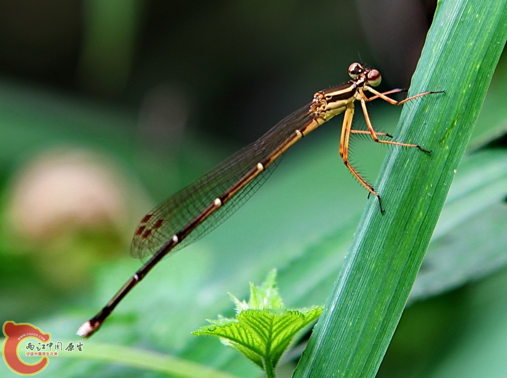 2012.05.18温江绿道 014.jpg