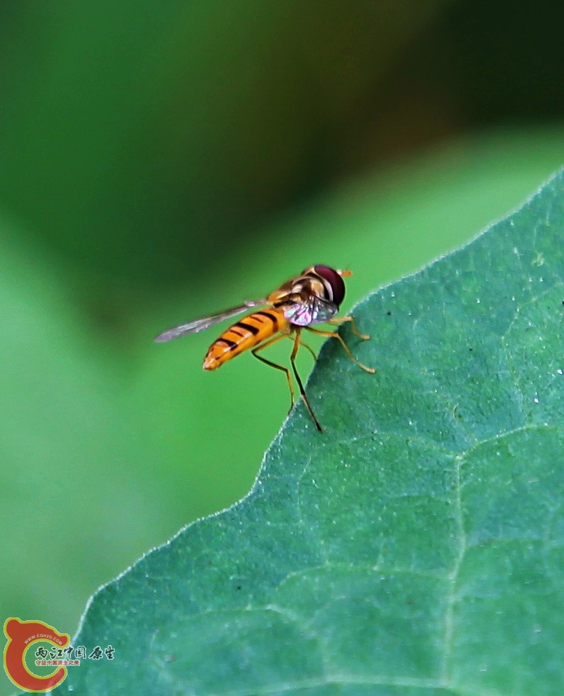 2012.05.18温江绿道 026.jpg