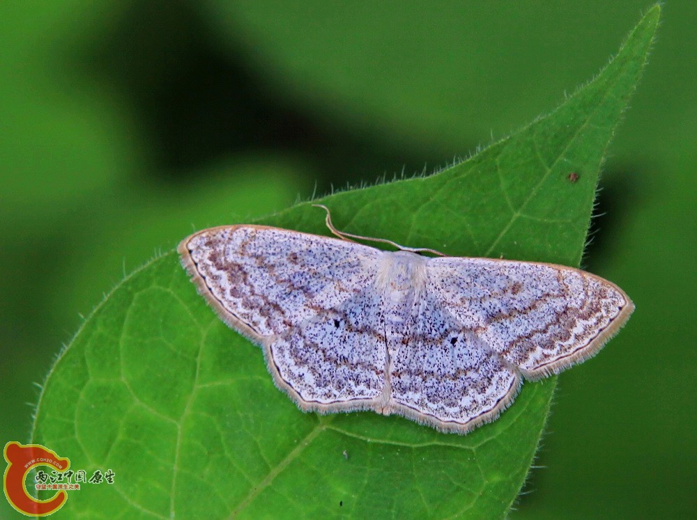 2012.05.18温江绿道 004.jpg