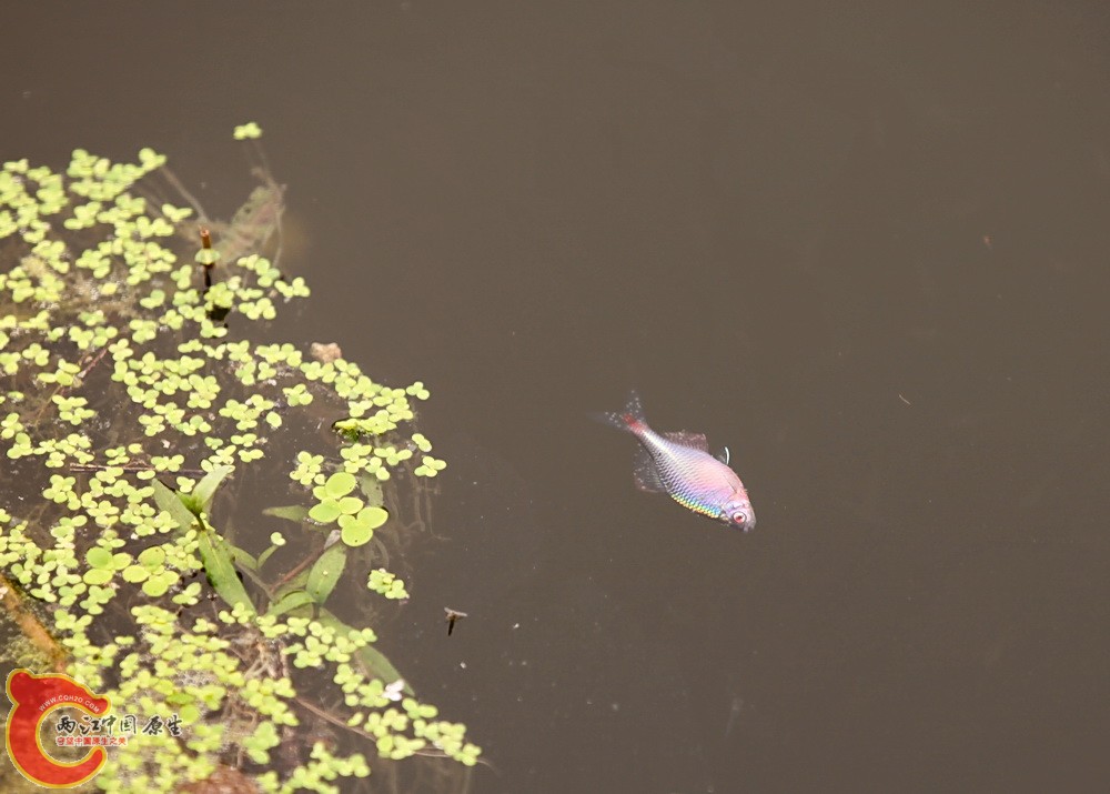 2012.05.18温江绿道 059.jpg