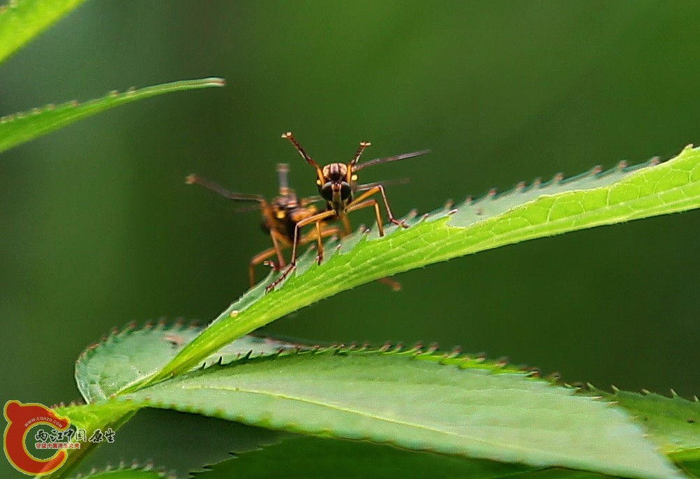 2012.05.18温江绿道 105.jpg