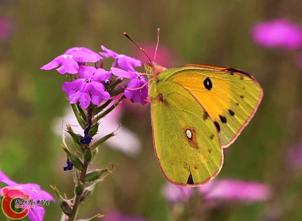 2012.05.18温江绿道 1281.jpg