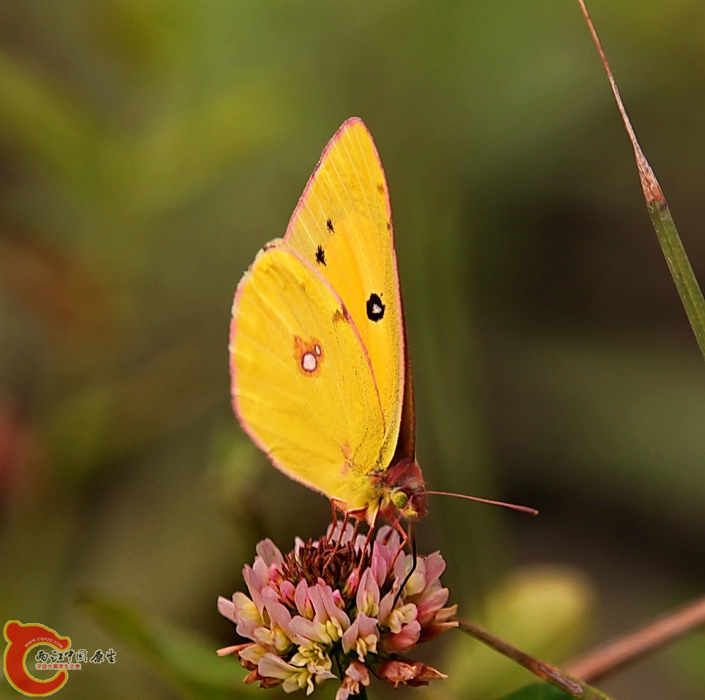 2012.05.18温江绿道 156.jpg