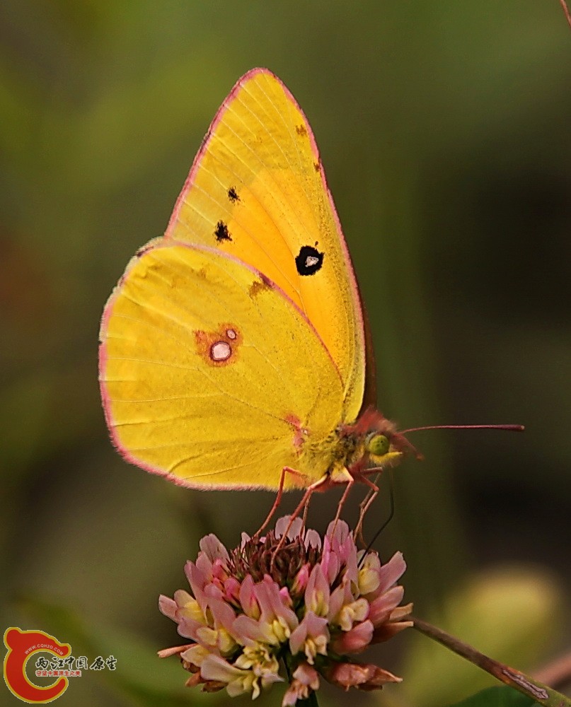 2012.05.18温江绿道 155.jpg