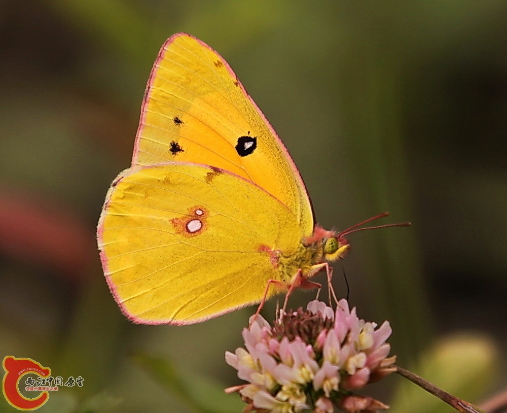 2012.05.18温江绿道 154.jpg