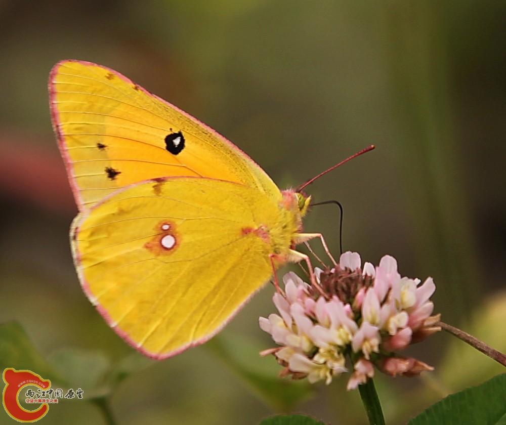 2012.05.18温江绿道 152.jpg