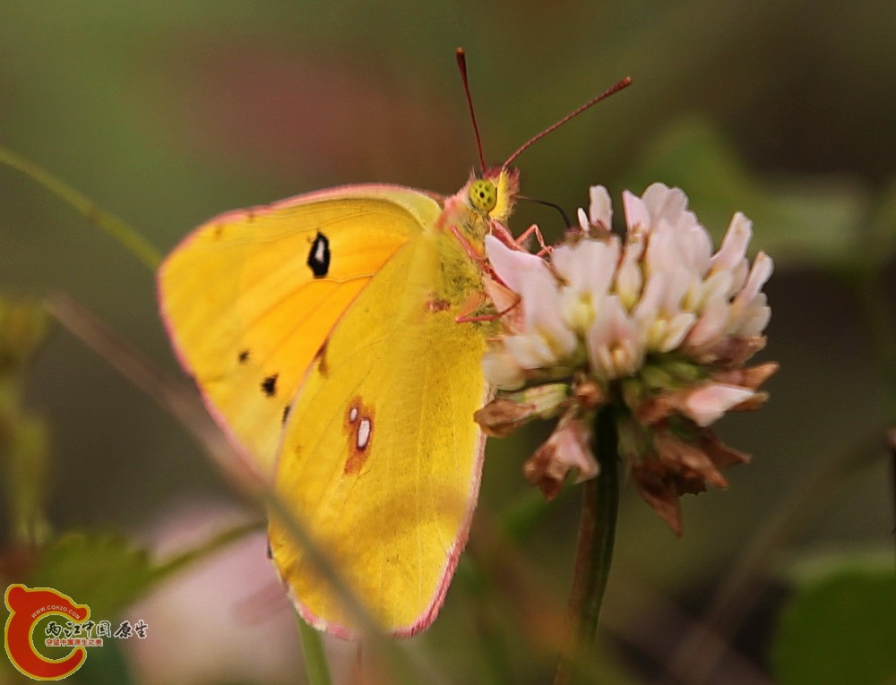 2012.05.18温江绿道 143.jpg