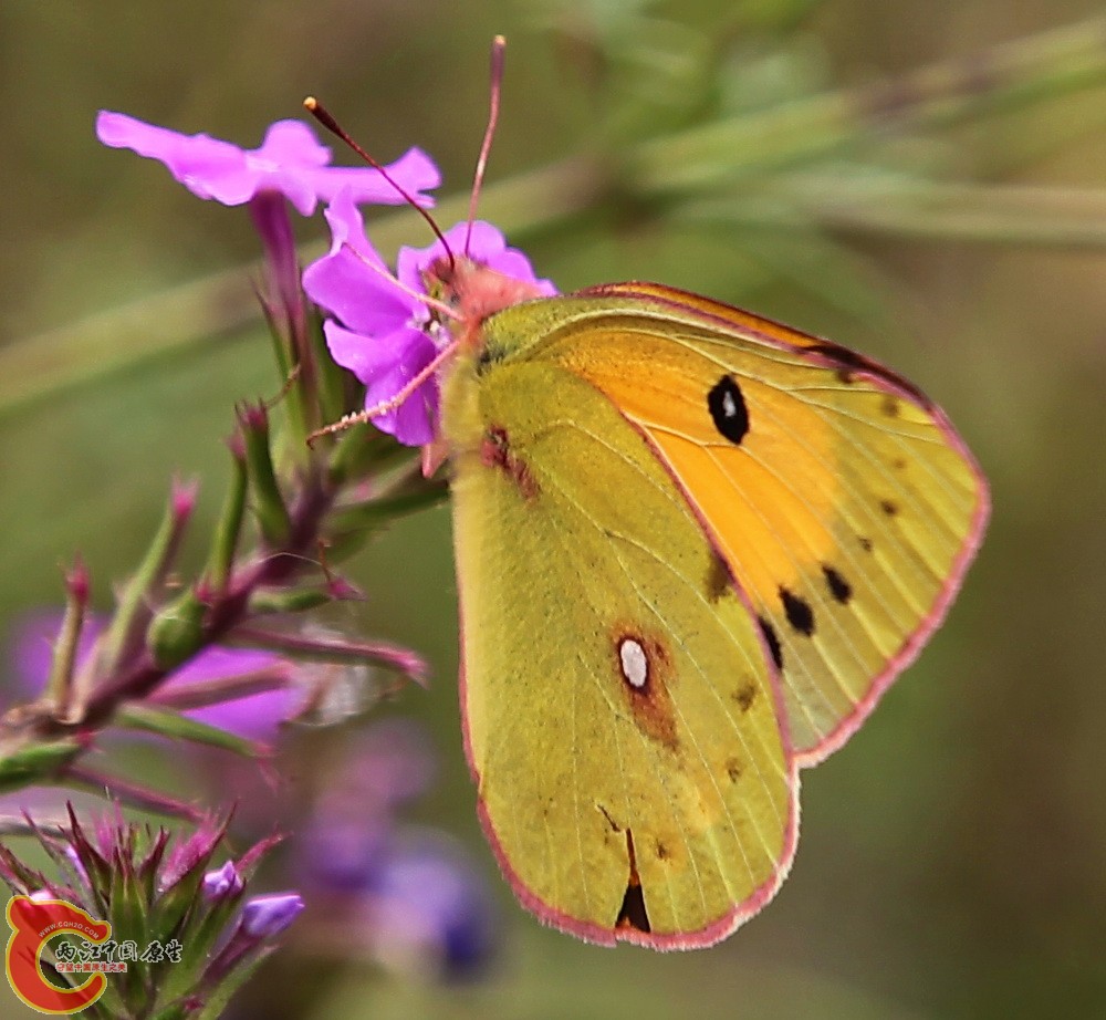 2012.05.18温江绿道 138.jpg
