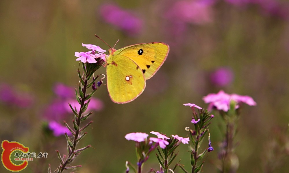 2012.05.18温江绿道 132.jpg