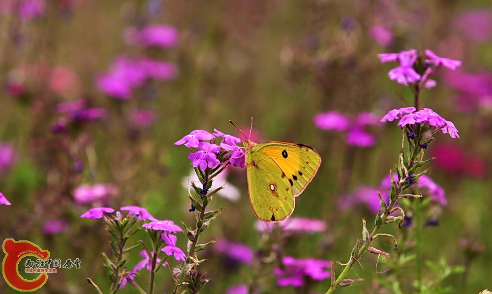 2012.05.18温江绿道 128.jpg
