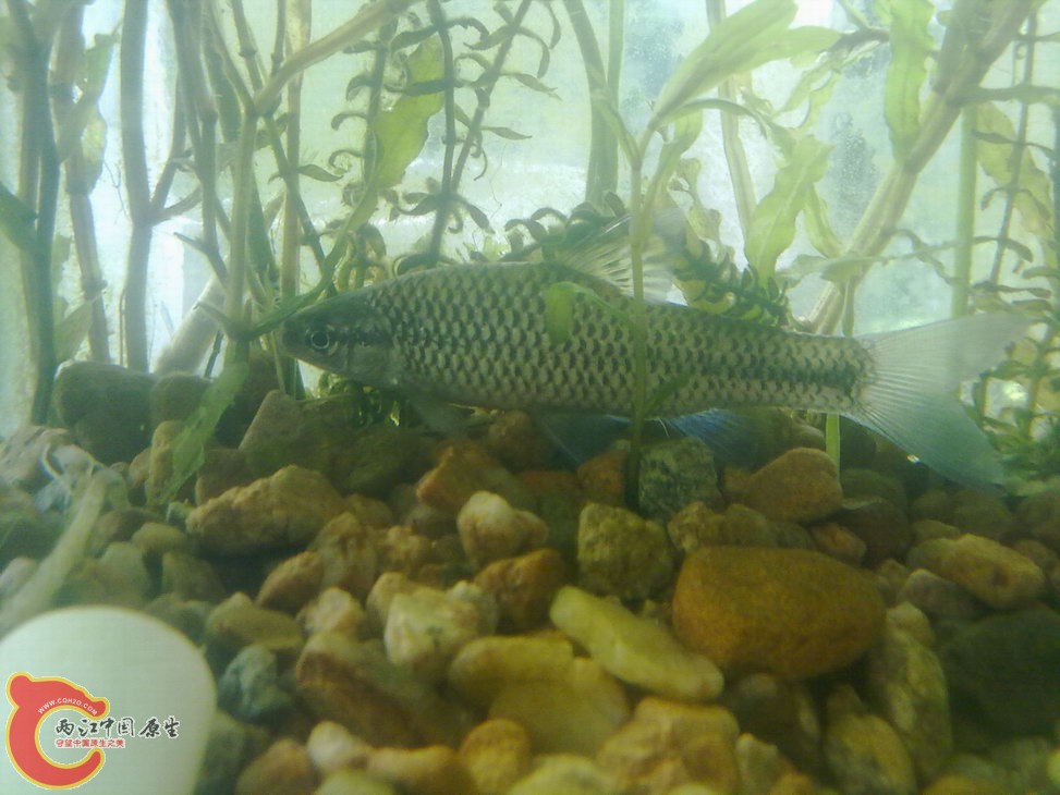 大的麦穗鱼样子很恐怖 (图)