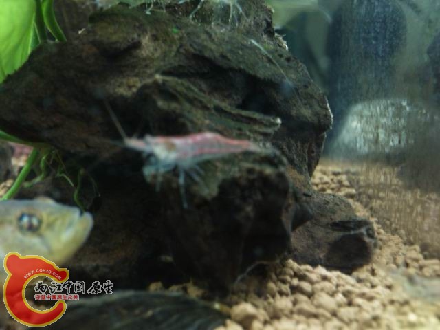 调整大小 DSC_0260.jpg