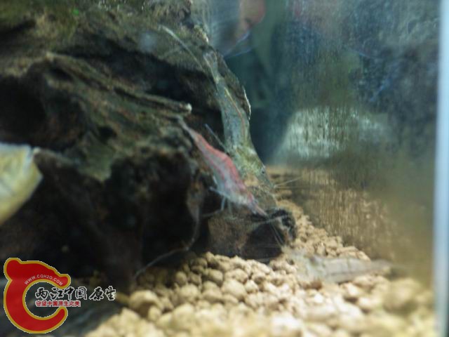 调整大小 DSC_0262.jpg