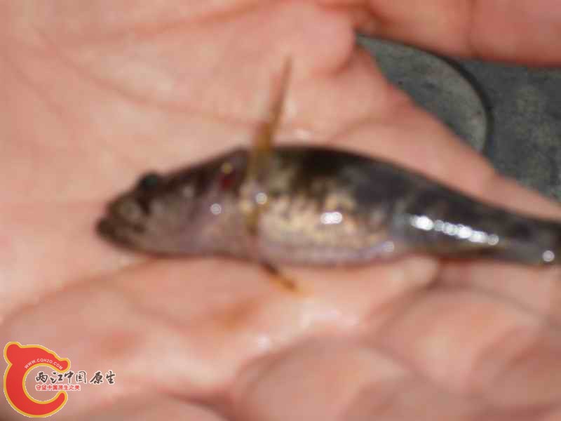 SDC10891.JPG