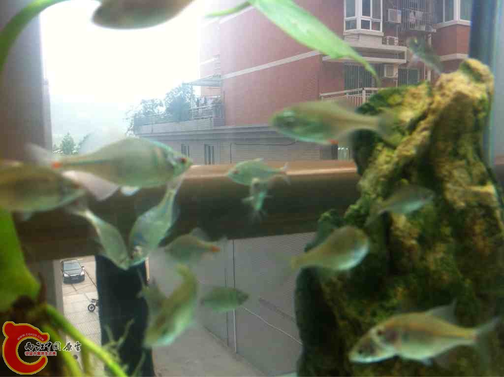 小虎的口粮