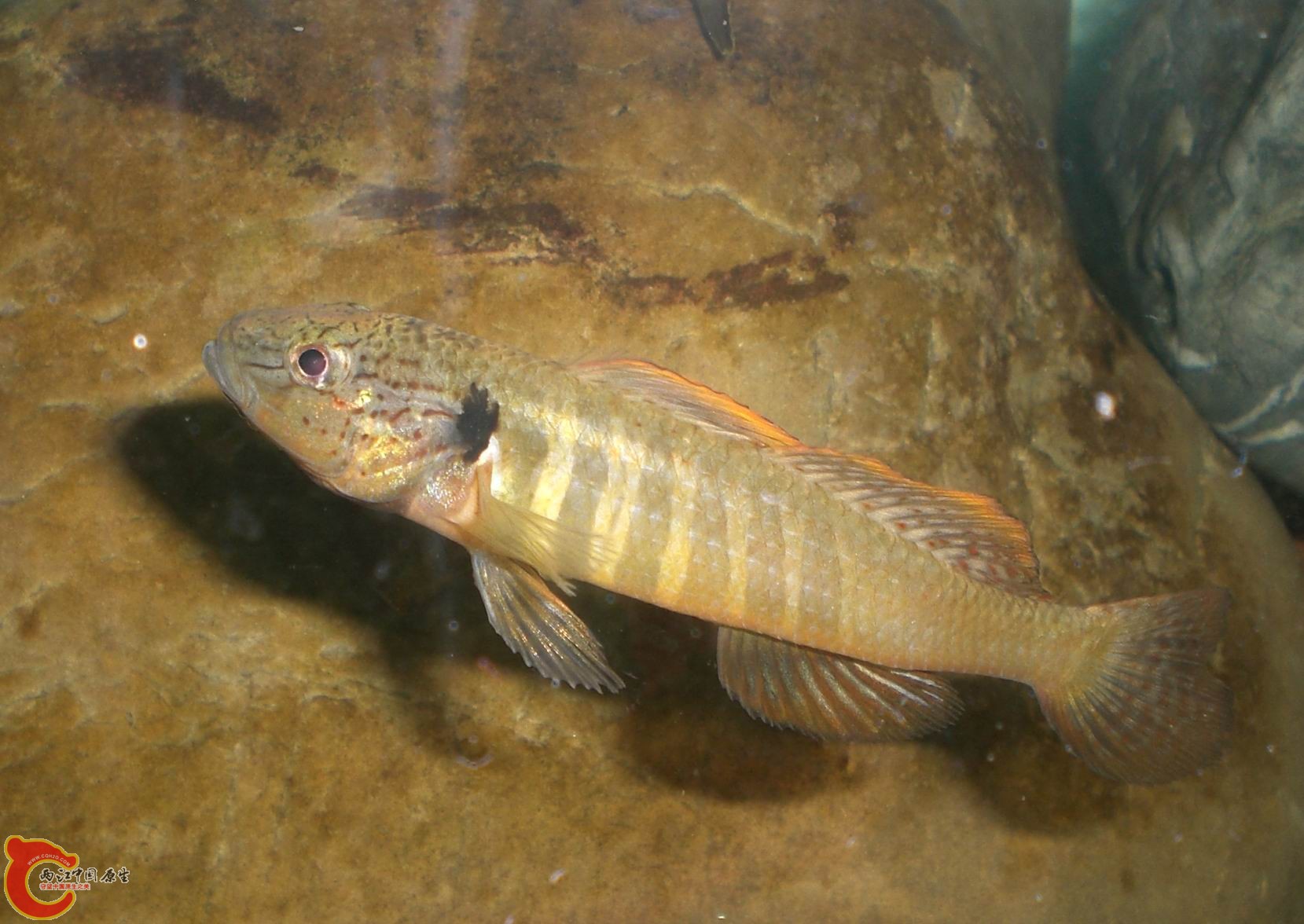 决定换掉一尾萨氏华黝,目标鱼类是鱲,最好是平额鱲,亚成.