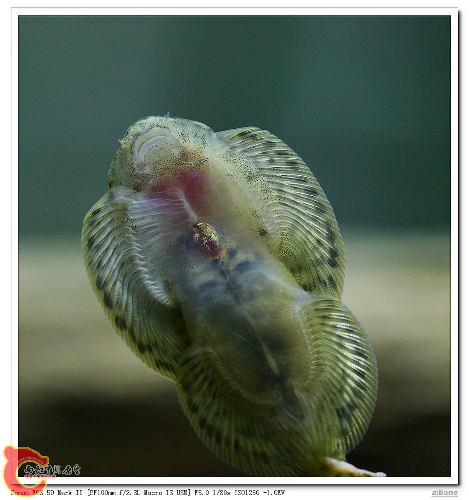 贵州爬岩鳅的心脏.jpg