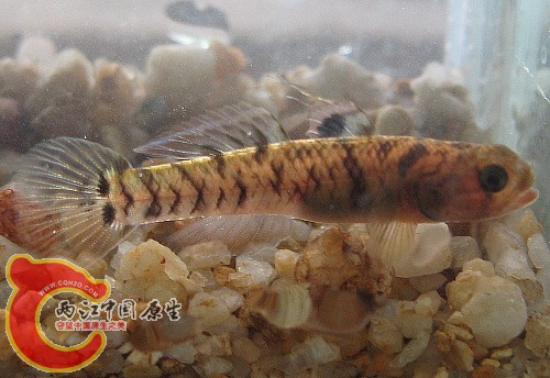 入海口的