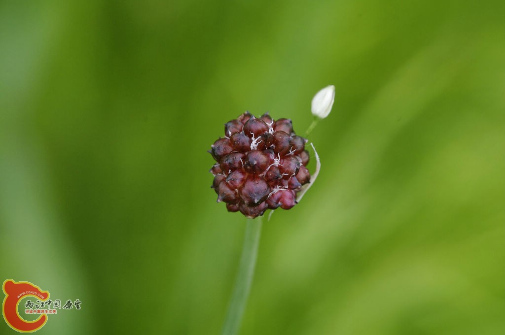 _IGP4477.jpg