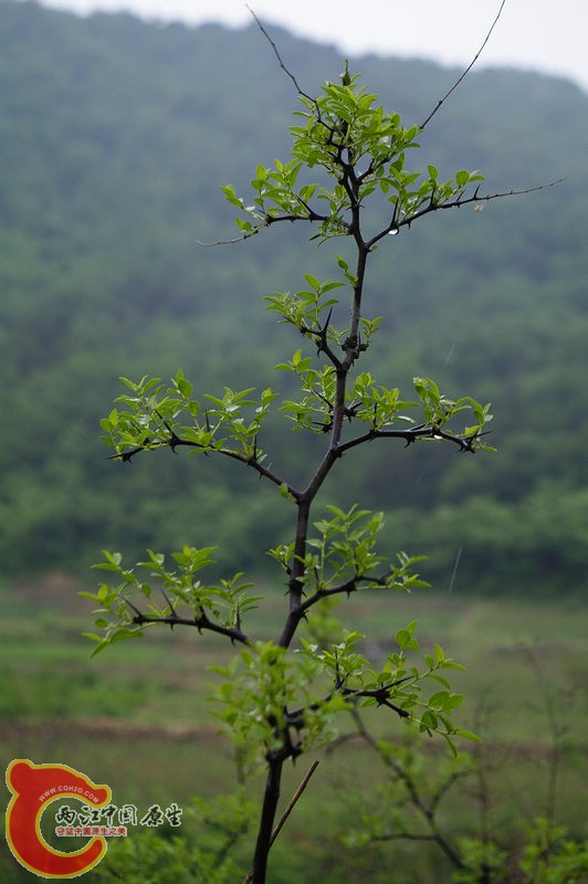 _IGP4531.jpg