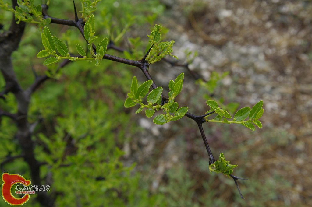 _IGP4537.jpg