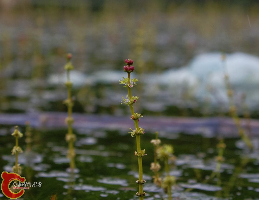 _IGP4423.jpg