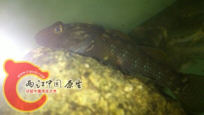 台湾吻母鱼.jpg