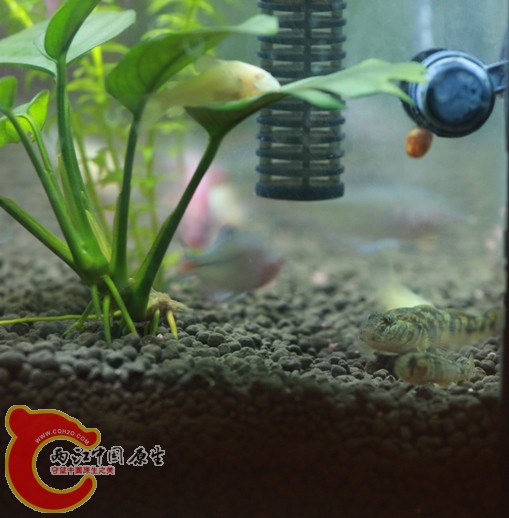 虾虎.jpg