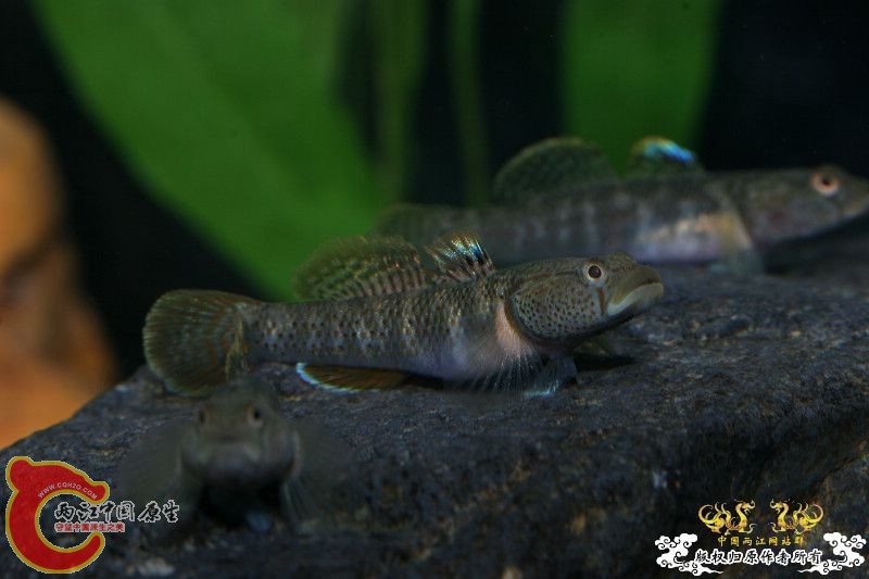 20095222515158420[1].jpg