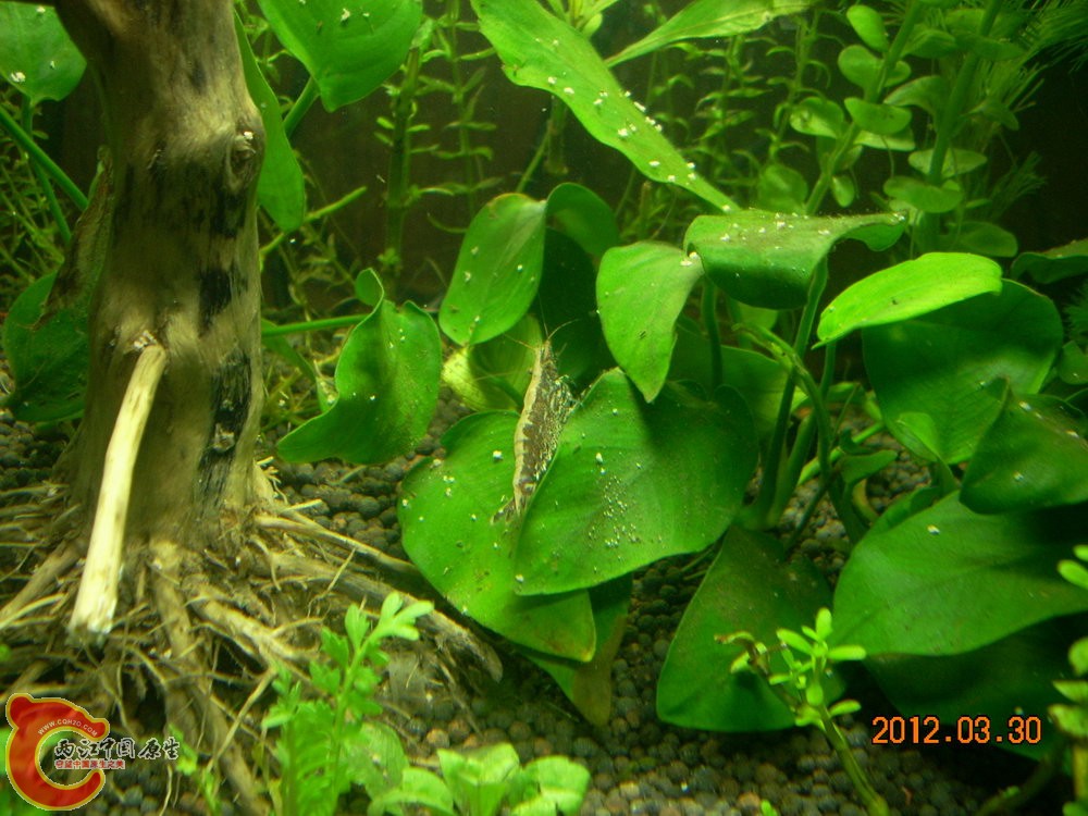 黑壳 2012.03.30-DSCN1426.jpg