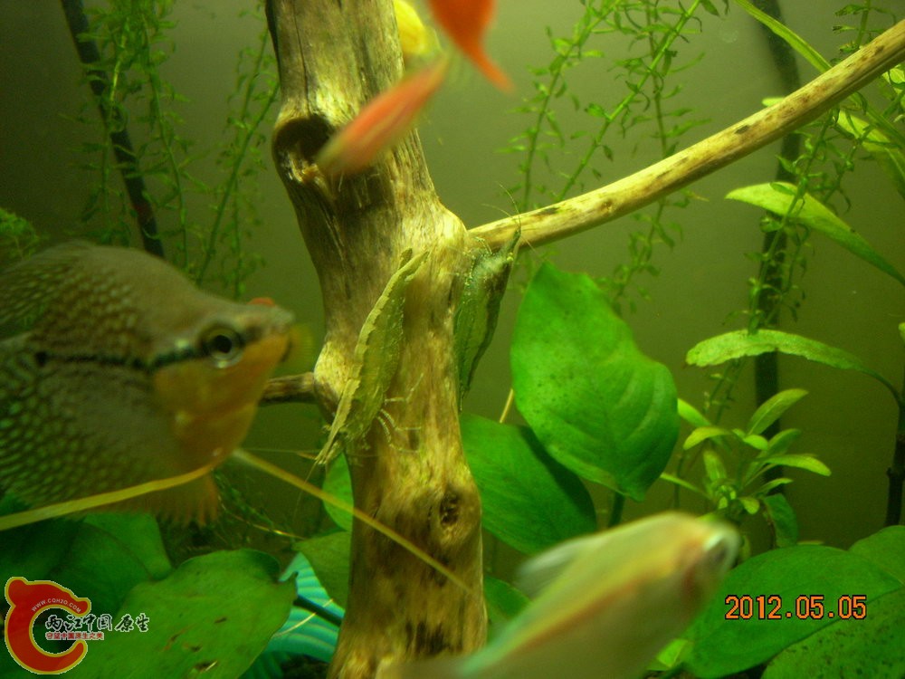 黑壳 2012.05.05-DSCN1863.jpg