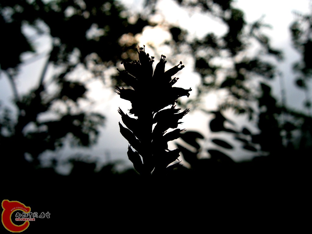 IMG_1211.jpg