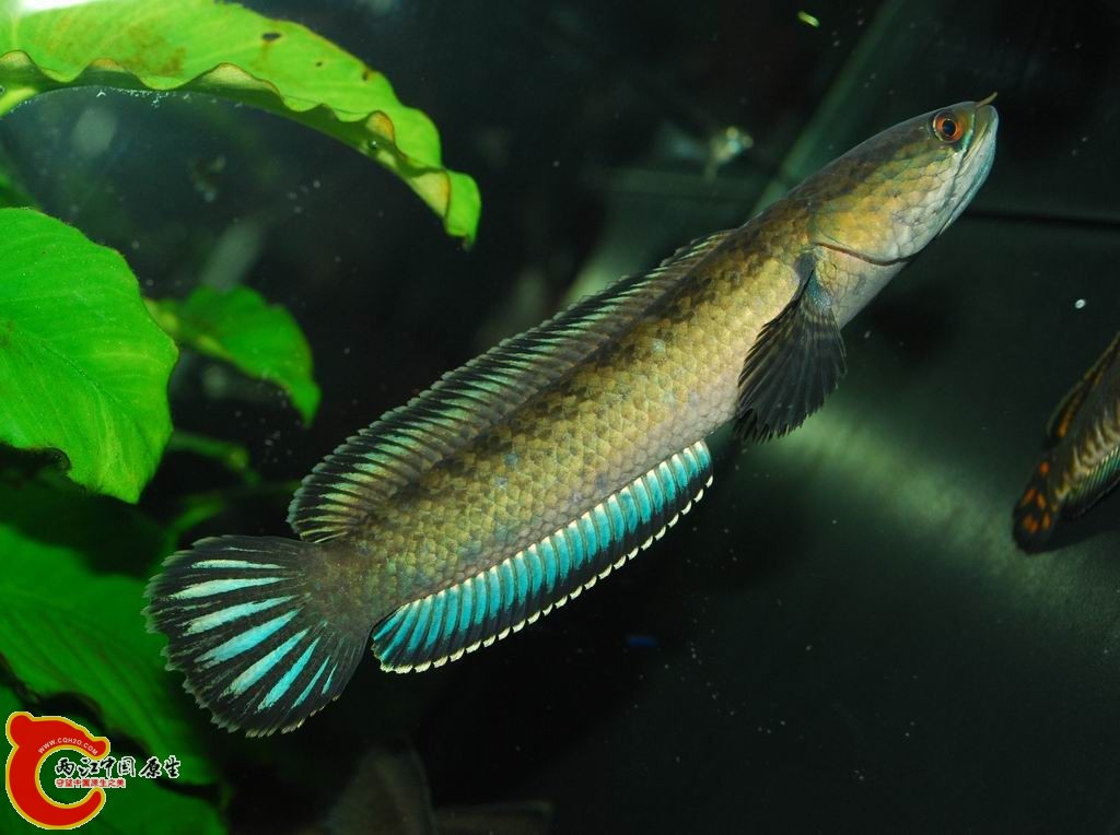 求专家指导南鳢和月鳢区别在哪里