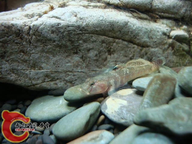 DSC07567.jpg