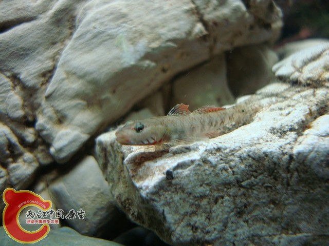 DSC07590.jpg