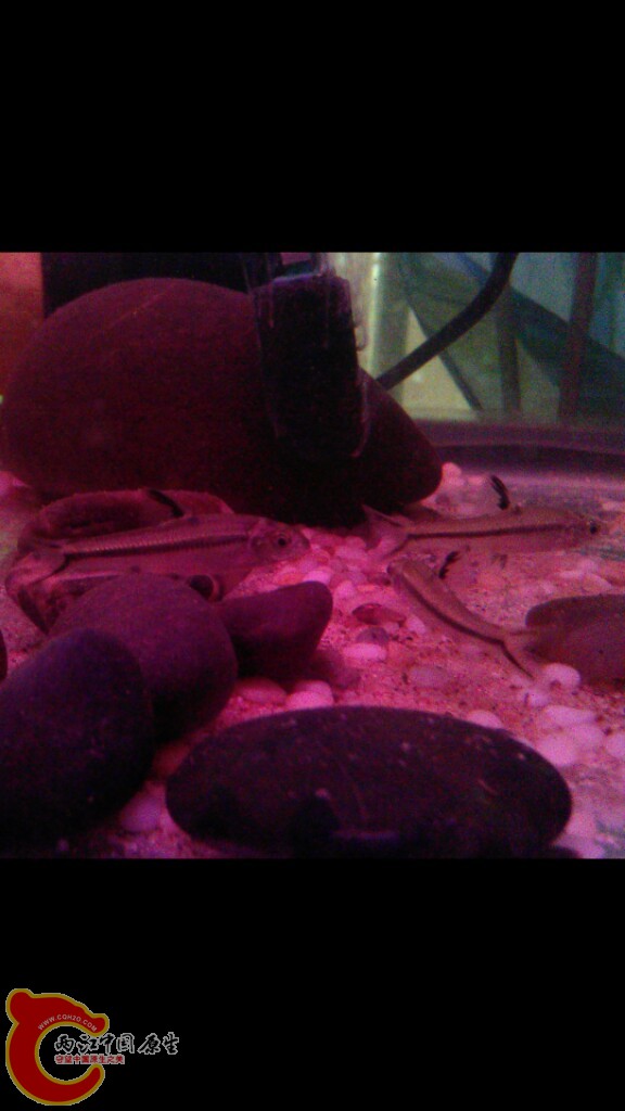 2012-07-01_19-45-20.png