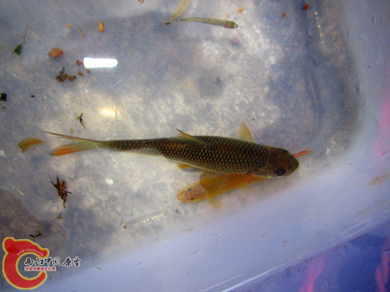 IMG_4911_副本.jpg