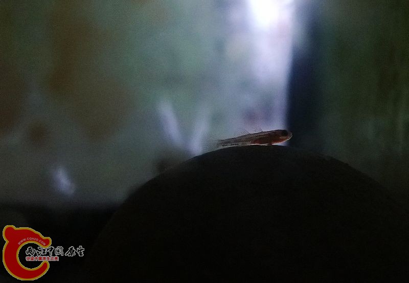 虾虎宝宝