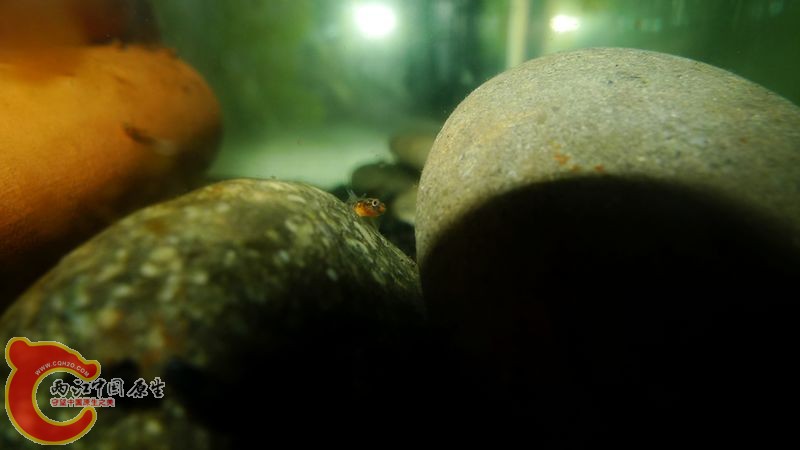 虾虎宝宝