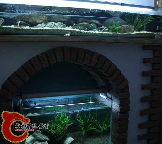 虾虎缸3.jpg