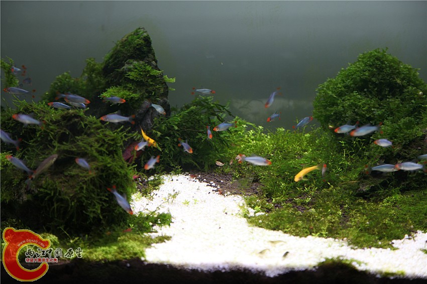 全景