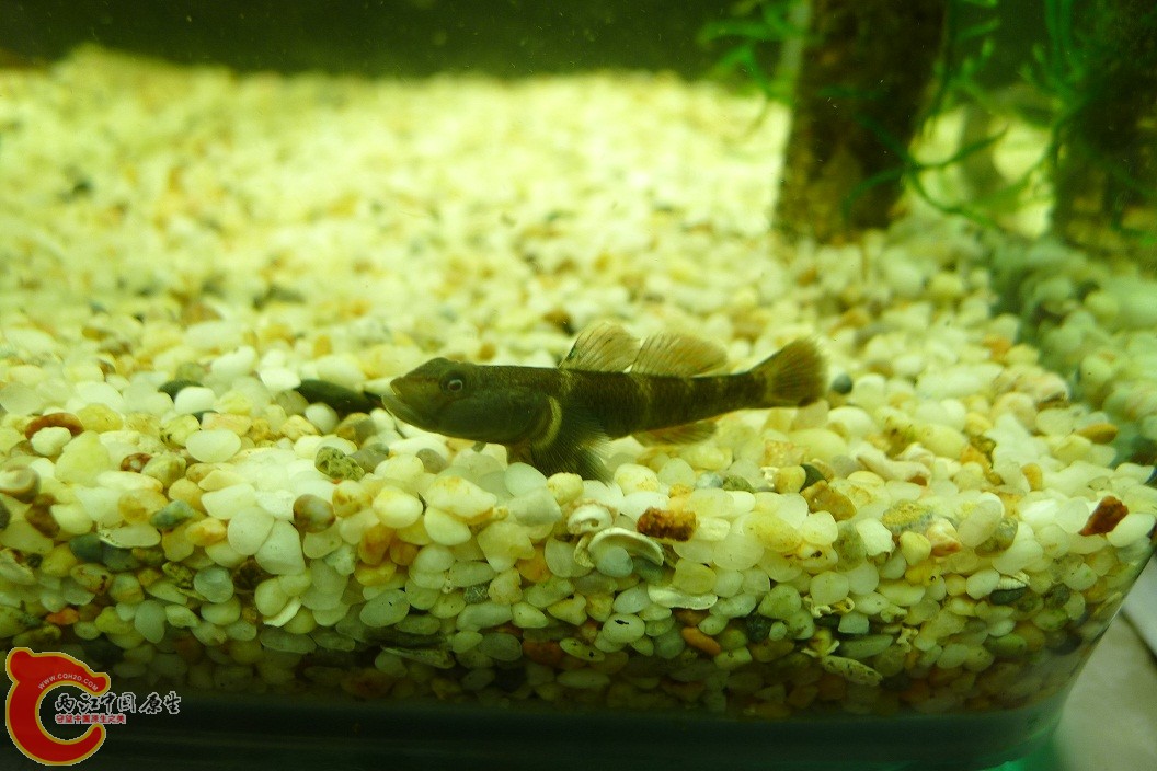 求鉴定