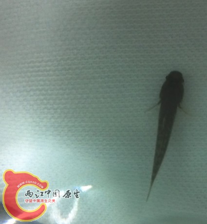 不知名虾虎1.jpg